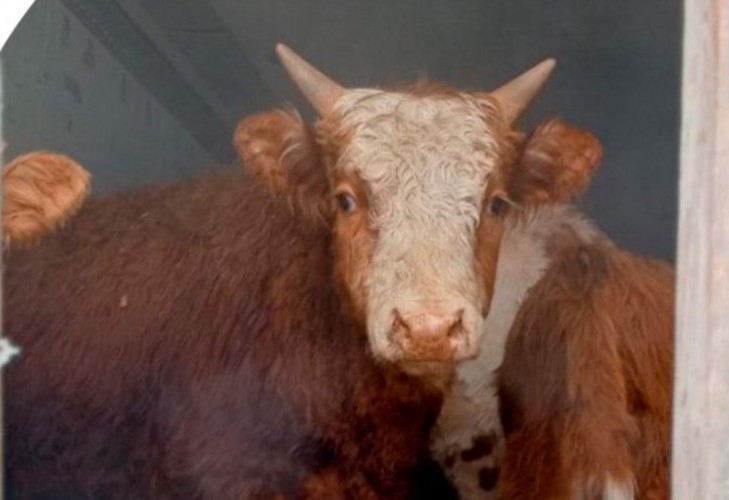 38 телят-нелегалов задержали на границе Слюдянского района