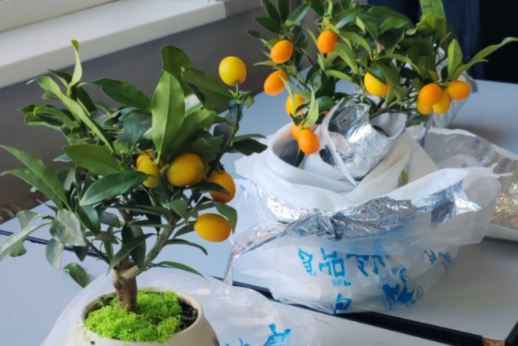 Экзотические растения пытался провезти в Иркутск в ручной клади пассажир из Китая