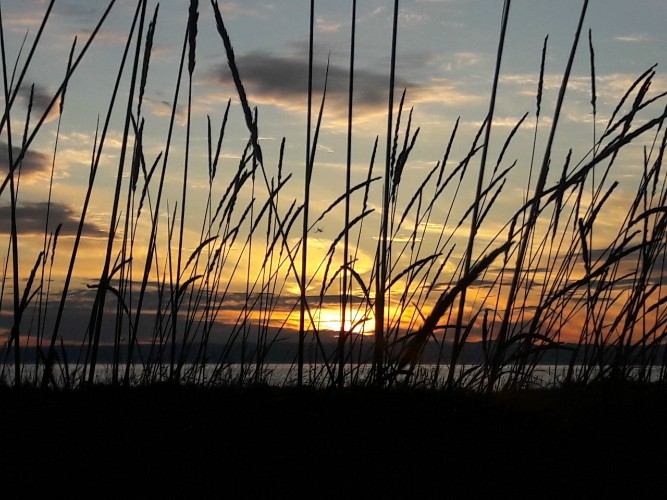 «Зелёные пришельцы» на Байкале: 14 чужеродных видов могут угрожать экосистеме