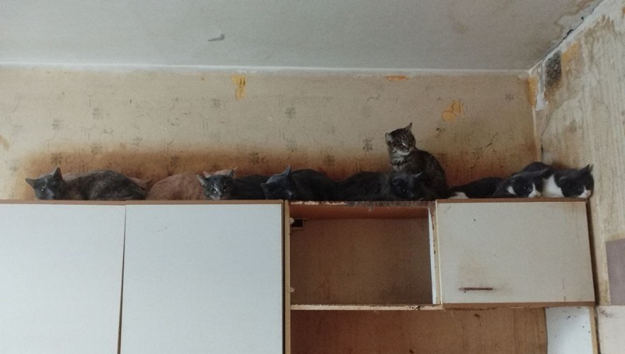 «На удачу» держал в квартире больше 20 кошек житель Красноярска