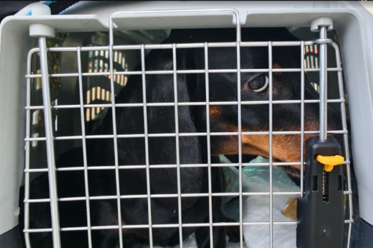 Братчане в 2025 году летали с собаками вдвое чаще, чем с кошками