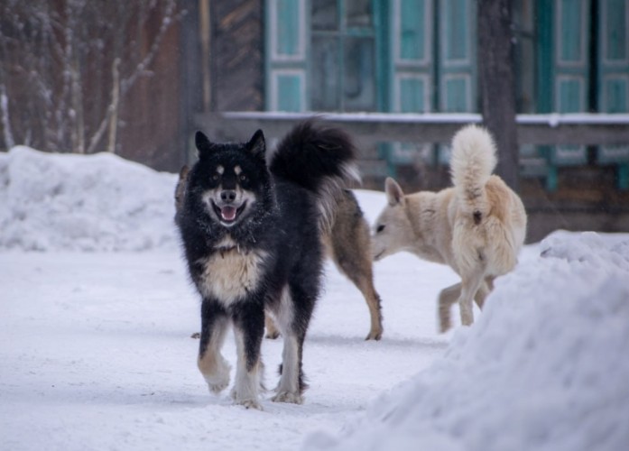 Глава СКР потребовал возбудить дело из-за нападений бездомных собак в Нижнеудинске