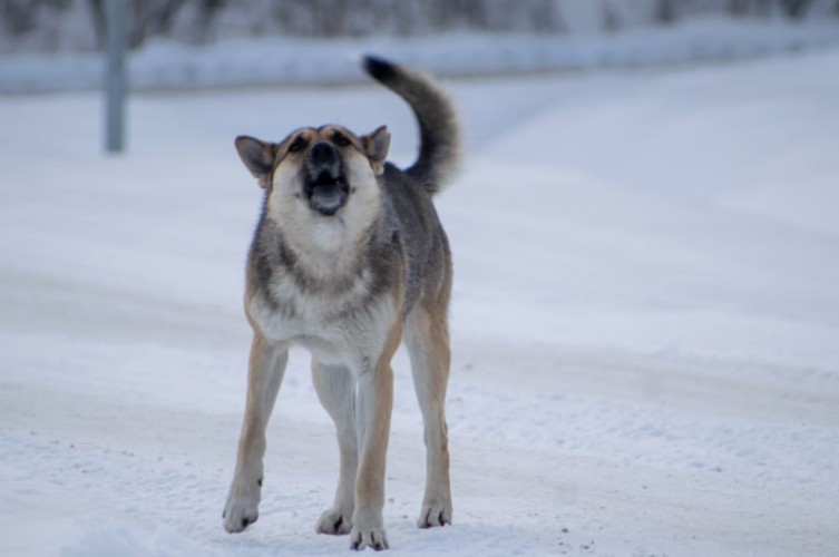 Администрация Зимы заплатит 40 тыс. рублей пострадавшей от укуса собаки женщине