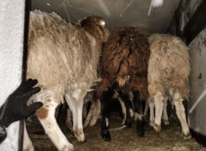 Четыре фуры со скотом без документов задержали на границе Приангарья и Бурятии