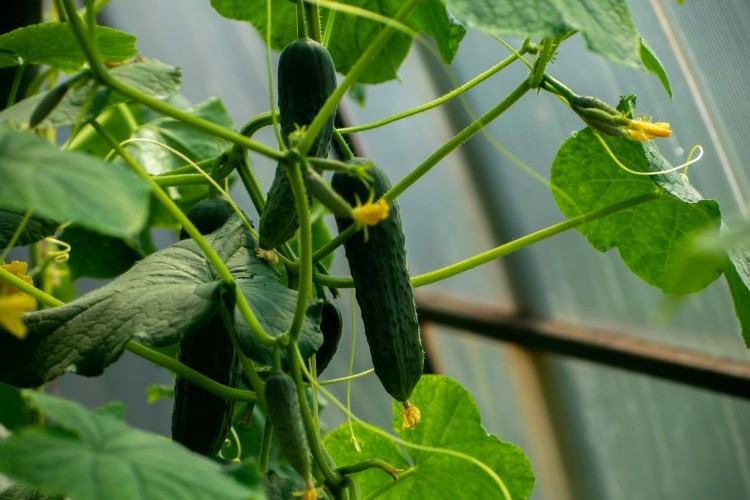 Проезд в маршрутках и огурцы сильнее всего подорожали в Иркутской области в январе