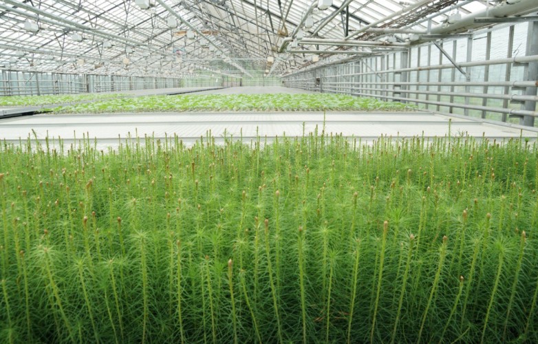 Мегетский лесопитомник получит 59 миллионов на модернизацию