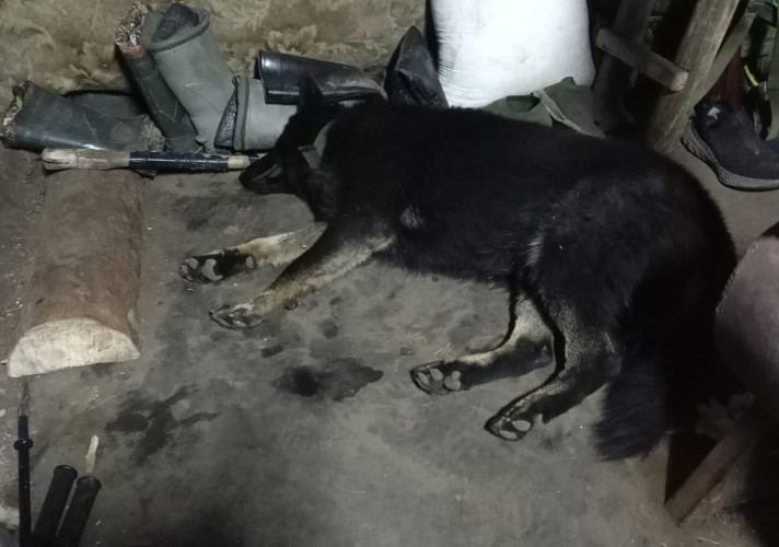 Иркутский пёс Донбасс — в финале престижной международной премии