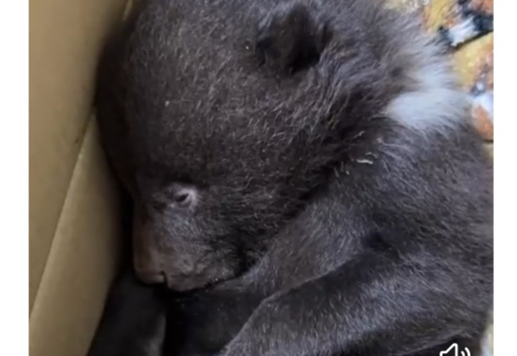 В лесу под Красноярском спасли раненого медвежонка