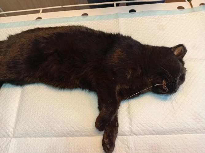 Кошка «попалась» на рыболовный крючок в Зиминском районе