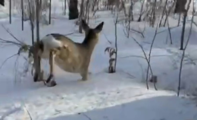 Заблудившуюся косулю спасли из огорода в Иркутском районе