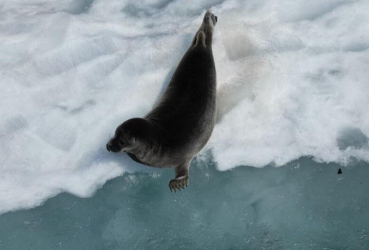 Байкальской нерпе приходится искать новый способ выживания