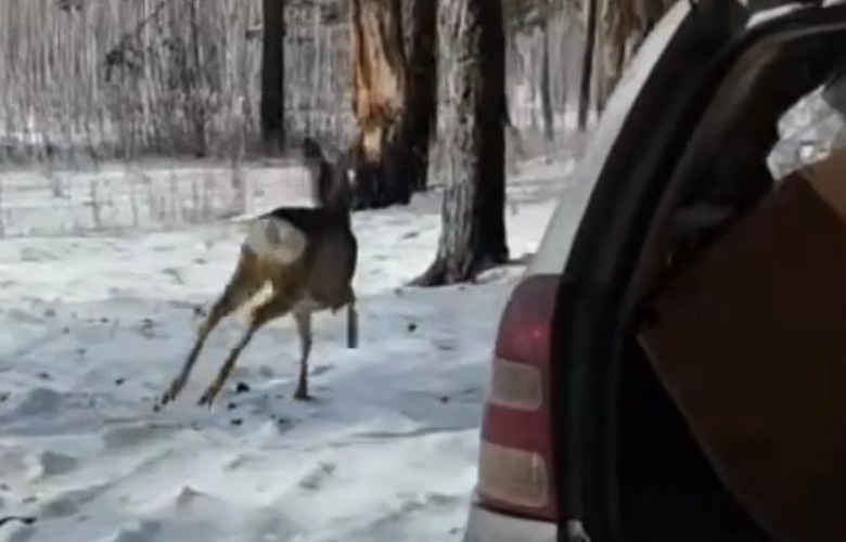 Косуля проинспектировала теплицы на участке жительницы Тельмы