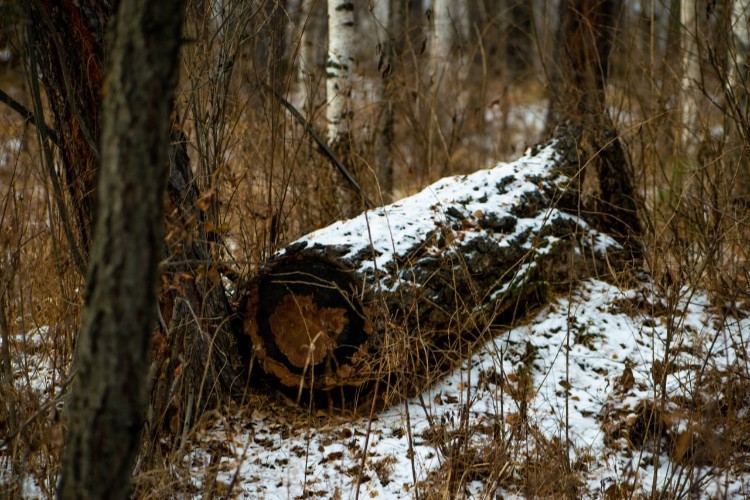 Бизнесмена будут судить за контрабанду леса на 26 миллионов в Тайшетском районе