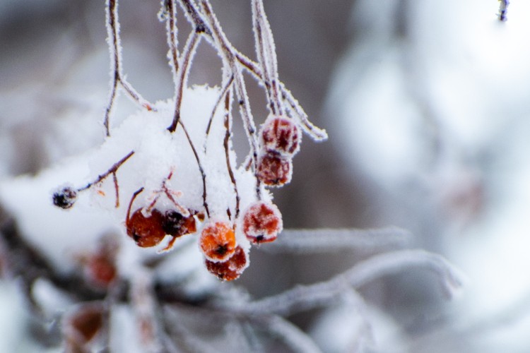Последний день зимы будет морозным в Иркутской области