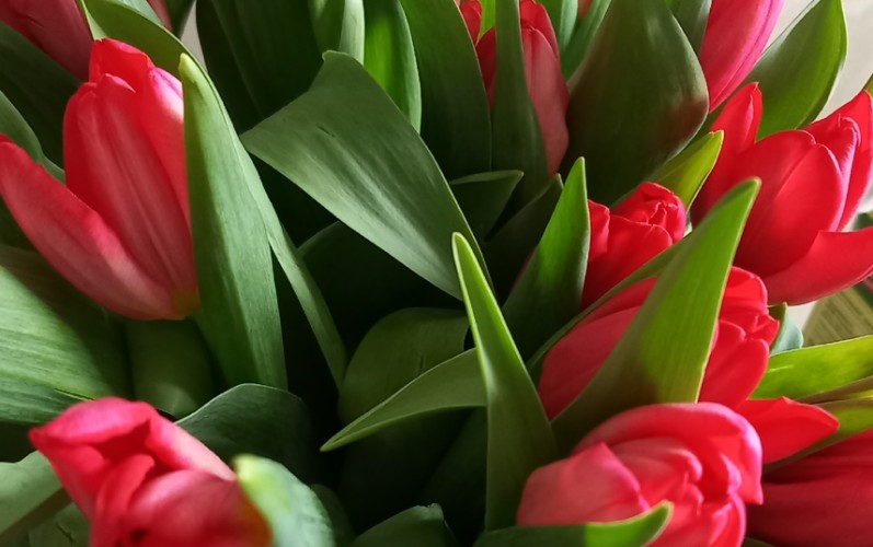 18 тонн цветов доставили в иркутский аэропорт к 8 Марта