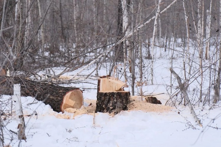 Дачников задержали в Плишкинском лесу Иркутска за незаконную вырубку деревьев