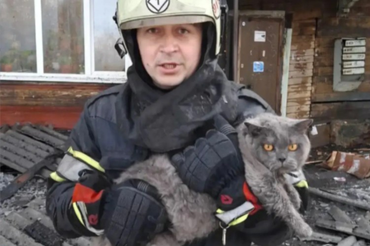 Кота и кошку спасли из горящего дома пожарные в Иркутске