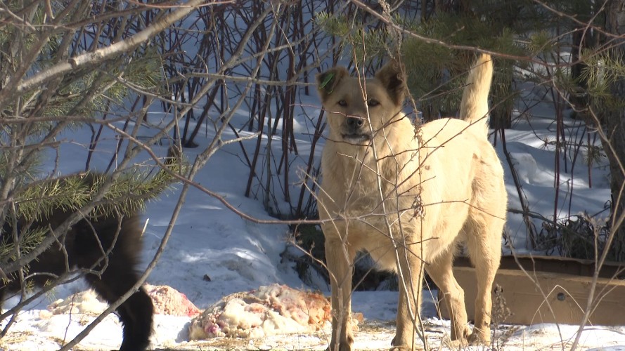Бездомные собаки покусали двоих детей в садоводстве «Энергетик-3» в Иркутске