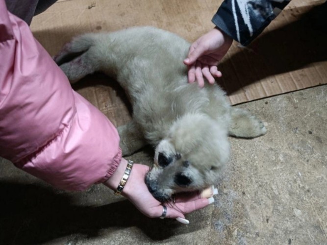 Спасение детёныша нерпы туристами на Байкале может обернуться его гибелью