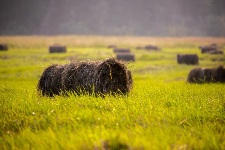 Аграрии Приангарья получат 1,6 млрд рублей господдержки
