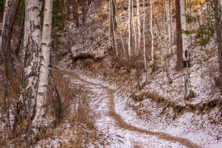 В Черемховском районе браконьер застрелил двух косуль
