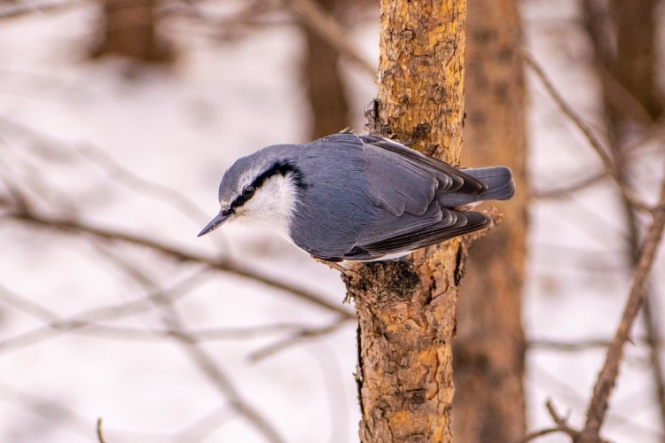 В «Птичьей гавани» Иркутска появятся экотропа, качели-скворечники и смотровые площадки