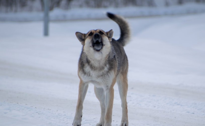 Власти Куйтуна выплатят 25 тысяч семье школьницы, которую укусила собака