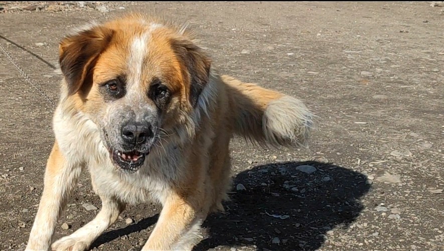 Владелицу кафе в Черемховском районе обвиняют в нападении собаки на ребёнка