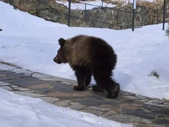 Найденный на КБЖД медвежонок не сможет вернуться в дикую природу