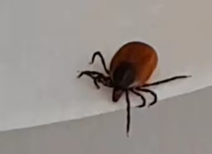 В Приангарье проснулись клещи: первый укус зафиксирован 24 марта в Шелеховском районе