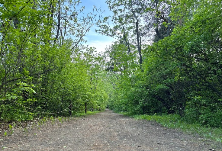 Больше 50 тыс. деревьев обработают в Иркутске от горностаевой моли