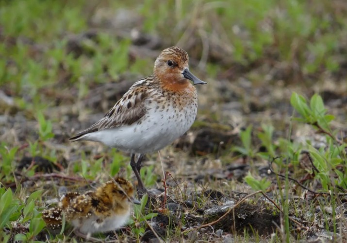 Два миллиарда рублей на спасение редких птиц направил Президентский фонд природы
