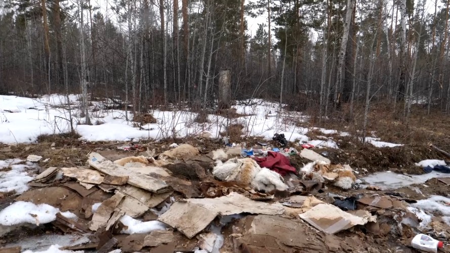 Стихийную свалку с останками животных обнаружили в лесу под Иркутском