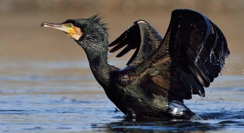 Бакланов предложили пускать на корм для животных в Приангарье