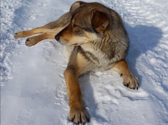 С начала года в Приангарье привлечены к ответственности 137 владельцев собак