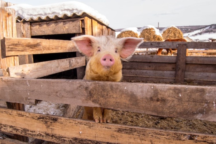 Сельхозкооперативы Приангарья за год нарастили производство на 9%