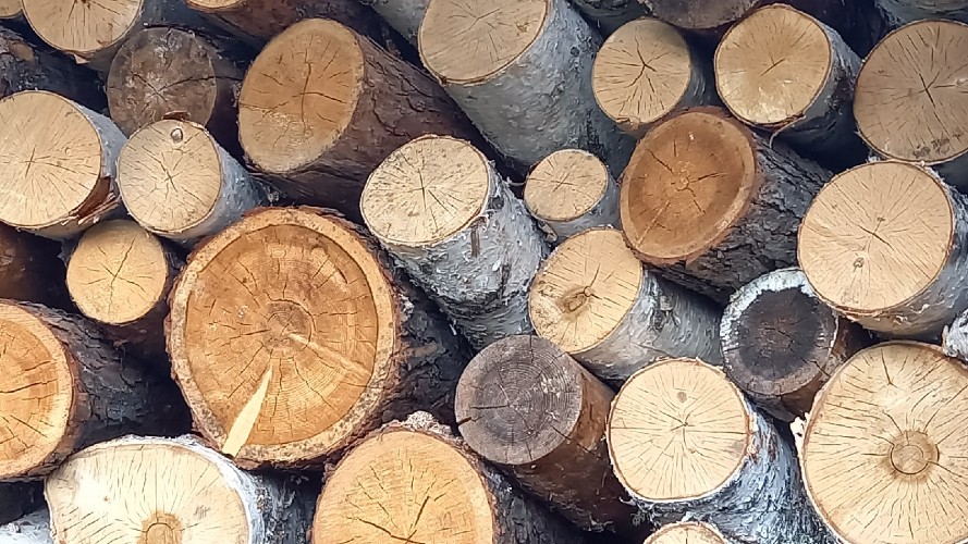 Рубки в охотничьих угодьях обошлись дровосекам Братского района в 15 миллионов