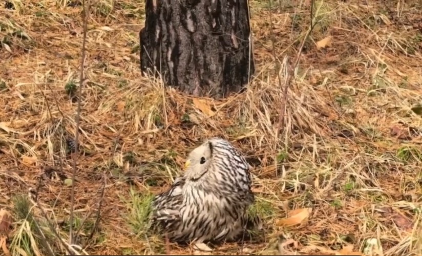 Спасённая иркутскими полицейскими сова стала «жирненькой» и не хотела улетать