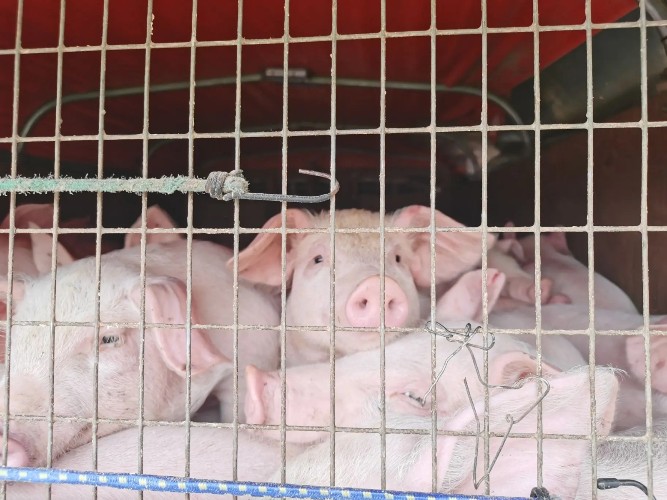 Сотню поросят пытались вывезти без документов из Слюдянского района в Бурятию