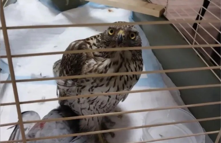 В Усть-Куте ветеринары выходили ястреба, который влетел в забор из рабицы