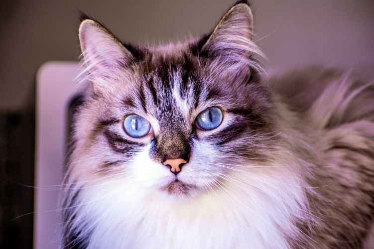 Собаки и кошки из Иркутской области в этом году посетили 11 стран мира