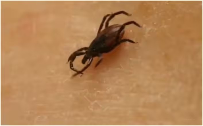 С начала сезона клещи напали на 45 жителей Иркутской области