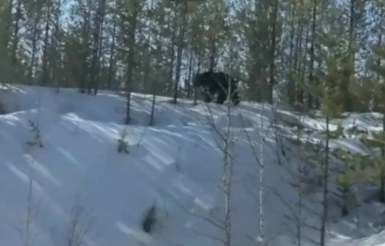 Медведь вышел к дороге в Нижнеилимском районе