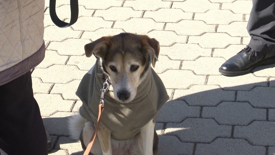 Зоозащитницу задержали во время пикета перед зданием правительства Иркутской области