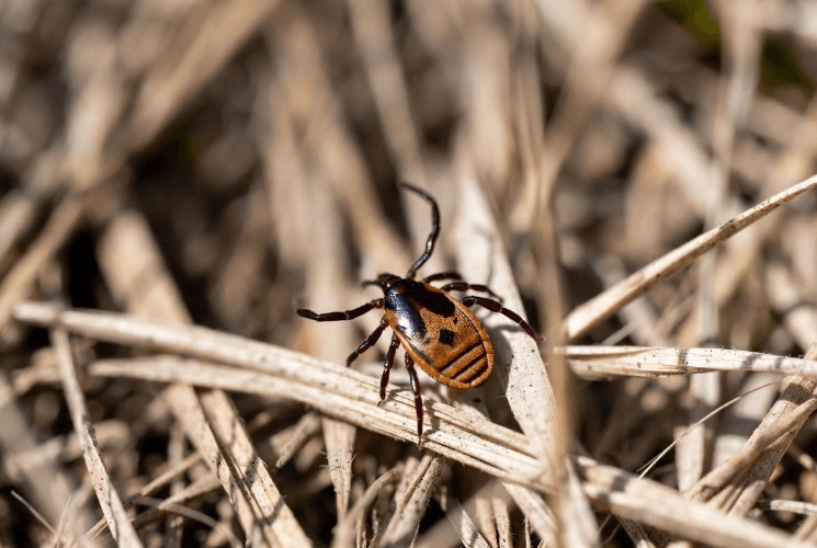 С начала сезона клещи покусали уже 105 жителей Приангарья