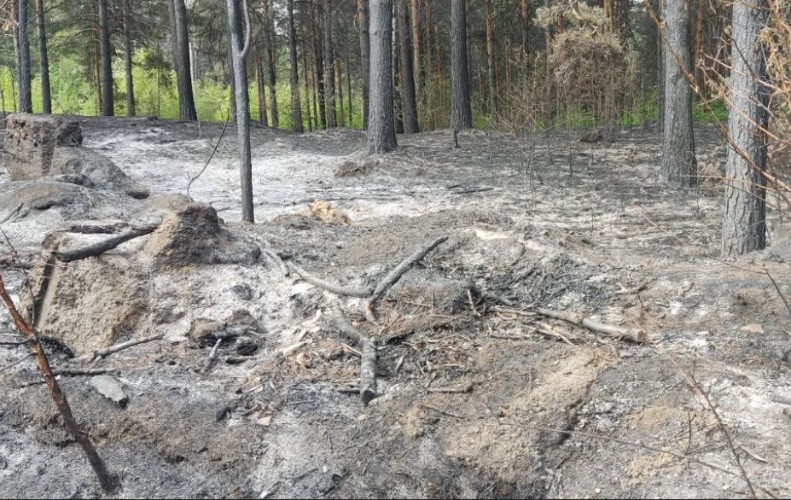 Житель Зимы заплатит 135 тысяч за лесной пожар из-за непотушенной сигареты