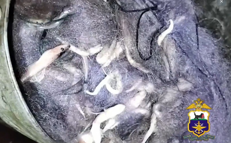 Более 1,5 тысяч хвостов голомянки незаконно выловил житель Листвянки