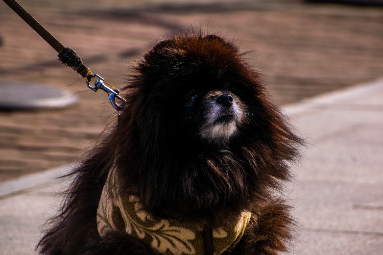 Рост случаев бешенства животных зафиксирован в соседних с Приангарьем регионах