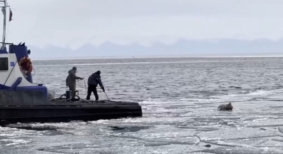 Ледокол пришёл на помощь беременной косуле на льду Байкала