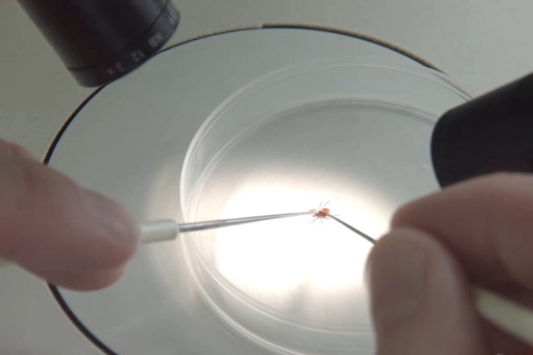 Почти 200 жителей Иркутской области пострадали от укусов клещей с начала эпидсезона